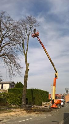 Bomen in Stationsstraat worden gesnoeid