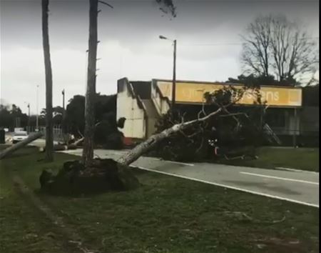 Bomen ontworteld en afgeknakt langs Circuit