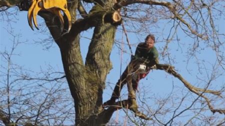 Bomen op Bovy worden gesnoeid