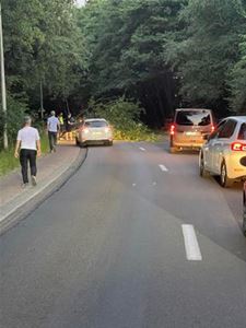 Bomen vallen om door de droogte