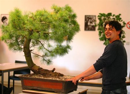 Bonsai snoeien is een kunst