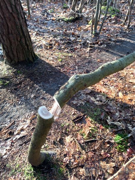 Boompjes omgezaagd in Ubberselbos