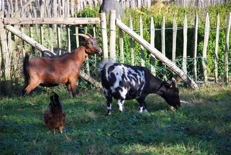 Bovy-dieren verhuizen woensdag naar VZOC