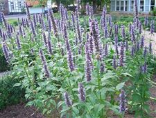 Bovy opent nieuw wildplukpad