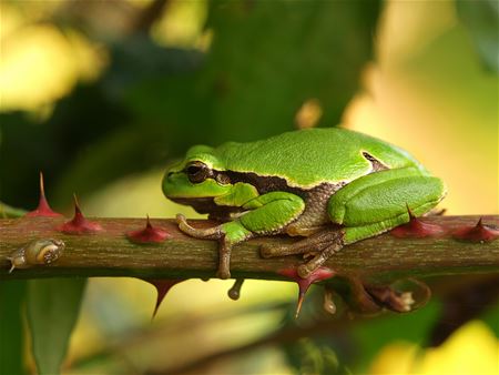 Bovy wordt kerngebied van boomkikker