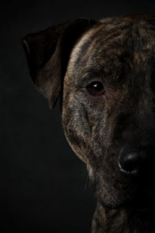 Boze hond belaagt fietsende politiemannen