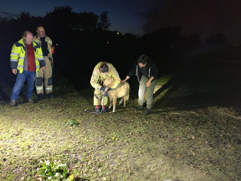 Brandweer leert dieren vangen