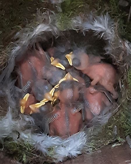 Broedvogels op Bovy live te volgen via webcams