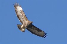 Buizerd houdt niet van joggers