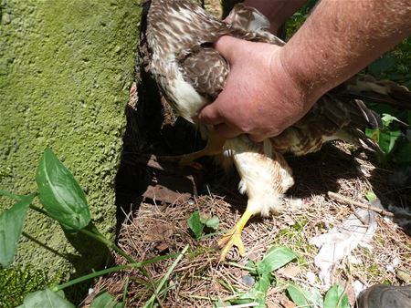 Buizerd in klem