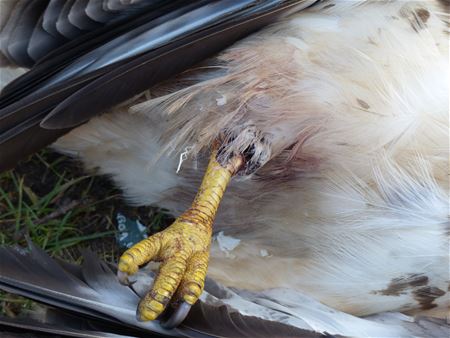 Buizerd overleden na schot met hagel