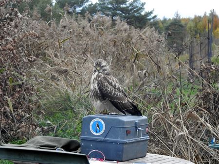 Buizerd zorgt voor symbolisch einde ringseizoen