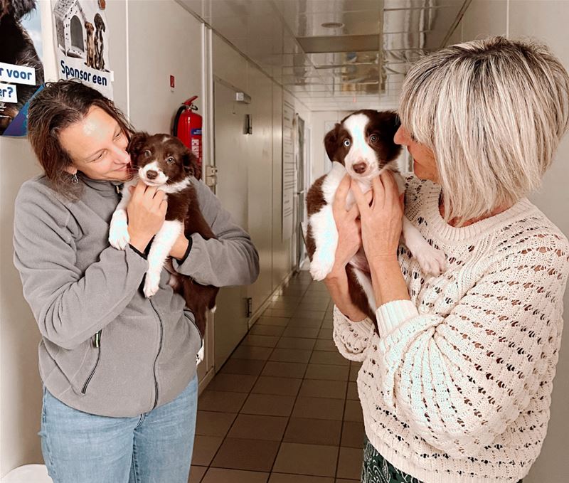 Damhert steunt Dierenasiel Genk op Black Friday