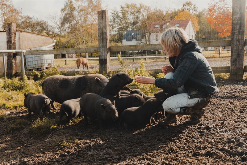 Damhert wil aandacht voor landbouwdieren