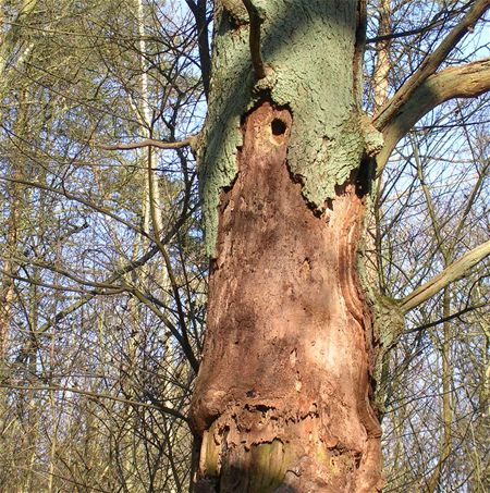 De boom zijn dood is de specht zijn brood