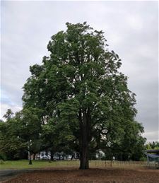 De Droomboom laat je morgen kennismaken