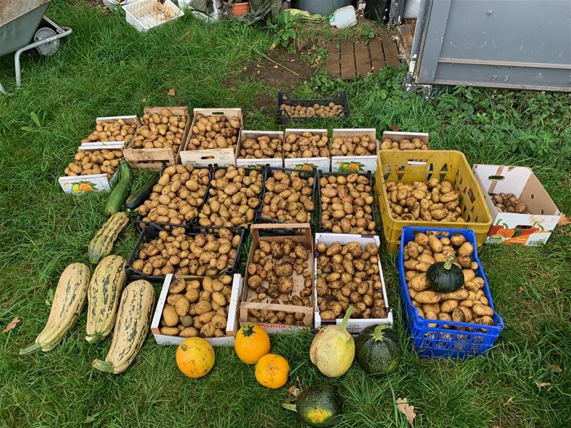 De eerste oogst oogt smakelijk