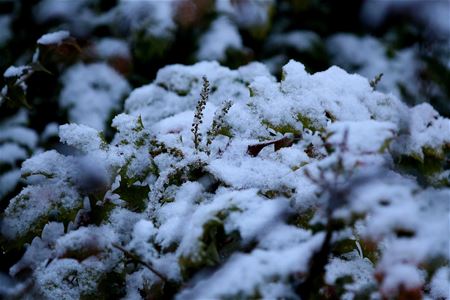 De eerste sneeuw ...