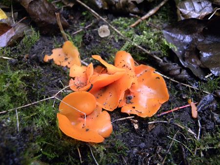 De geuren en kleuren van de herfst