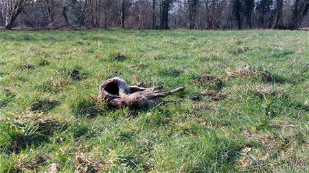 De hardheid van de natuur