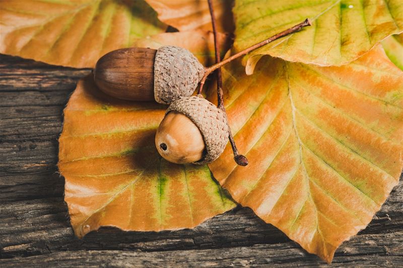 De herfst is begonnen