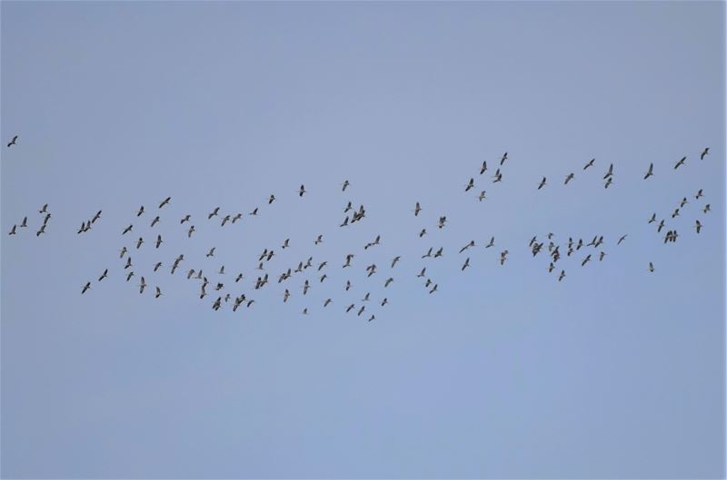De kroenekroane vliegen weer over