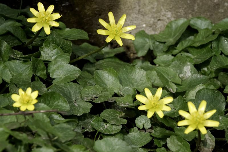 De lente is begonnen