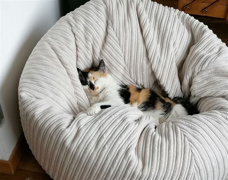 De lievelingsdieren van onze lezers (2)