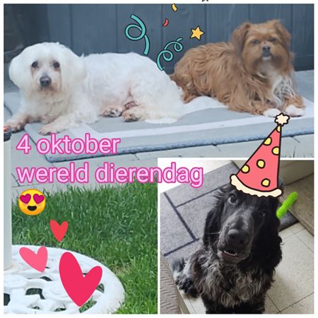 De lievelingsdieren van onze lezers (3)