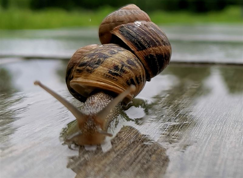De lievelingsdieren van onze lezers (4)