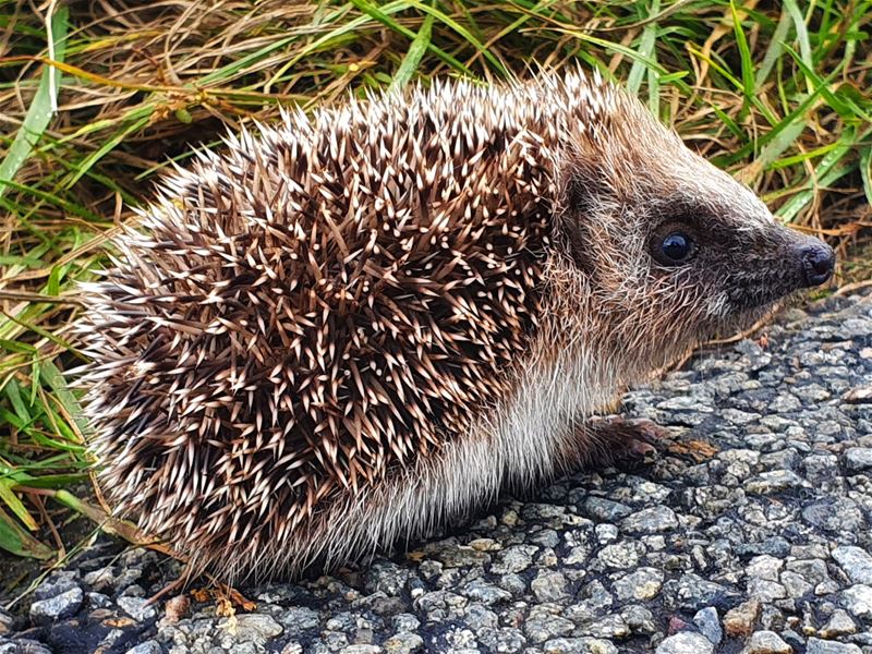 De lievelingsdieren van onze lezers (6)