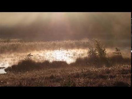 De ochtendstond heeft goud in de mond