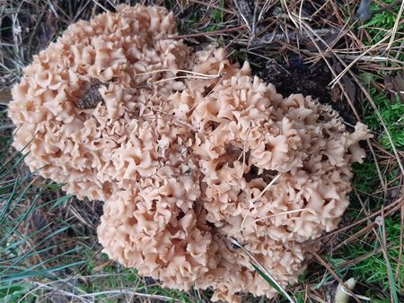 De paddenstoelen staan er weer (1)