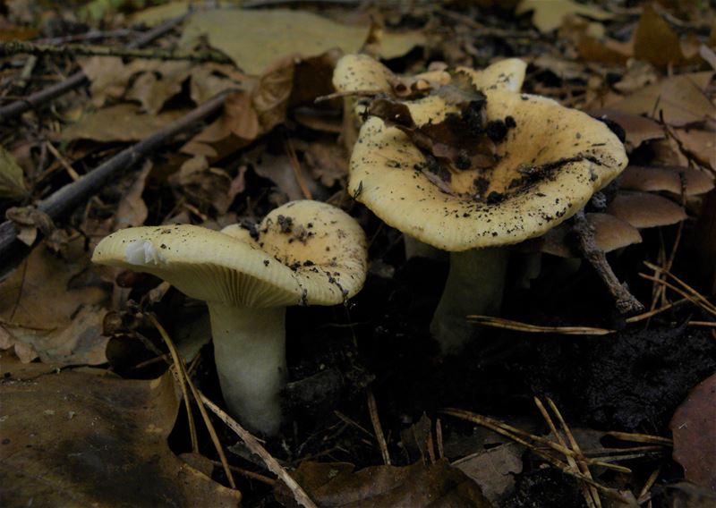 De paddenstoelen staan er weer (10)