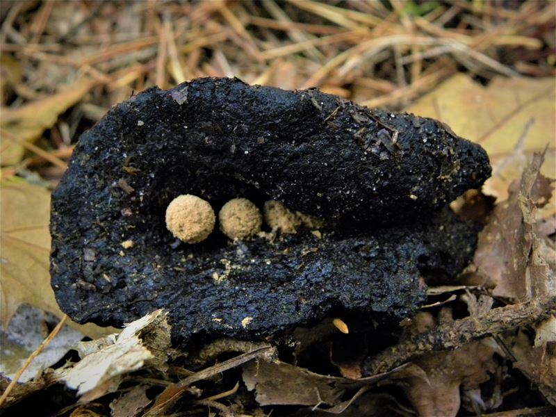 De paddenstoelen staan er weer (11)