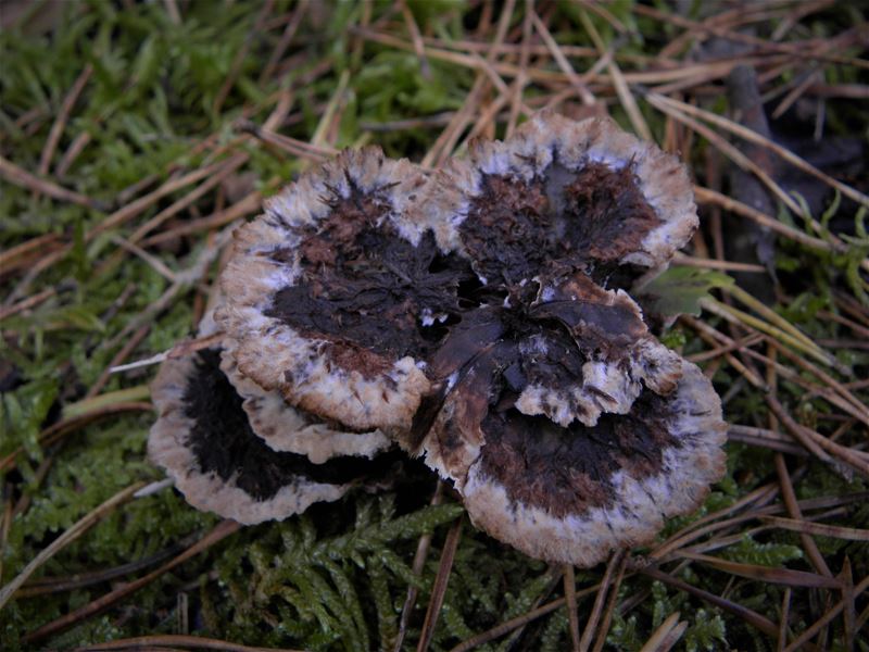 De paddenstoelen staan er weer (12)