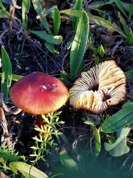 De paddenstoelen staan er weer (13)