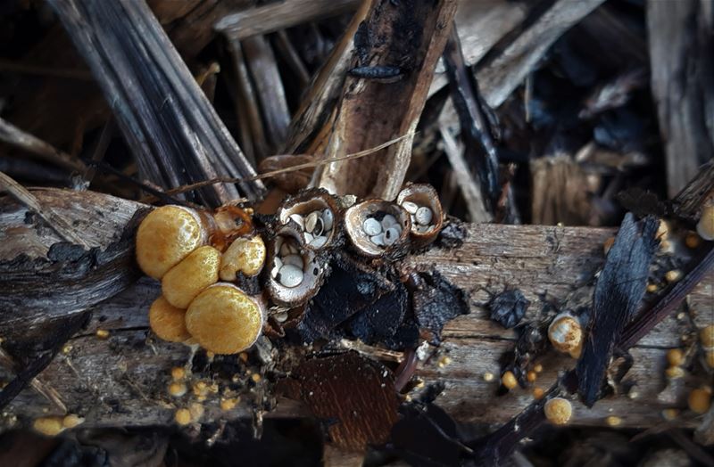De paddenstoelen staan er weer (14)