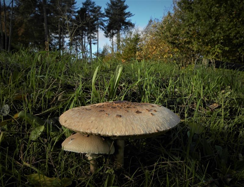 De paddenstoelen staan er weer (15)