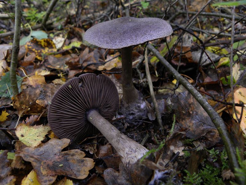 De paddenstoelen staan er weer (3)