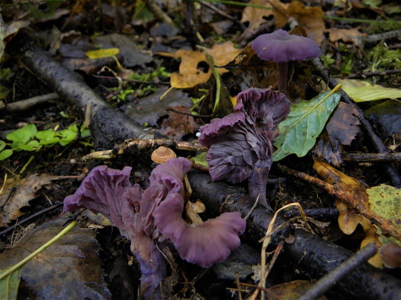 De paddenstoelen staan er weer (4)