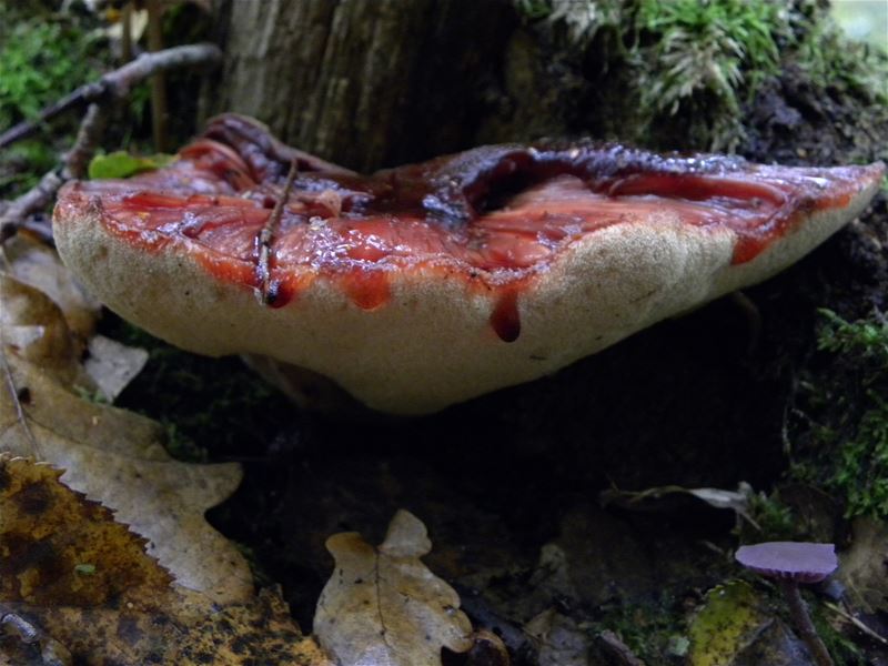 De paddenstoelen staan er weer (5)