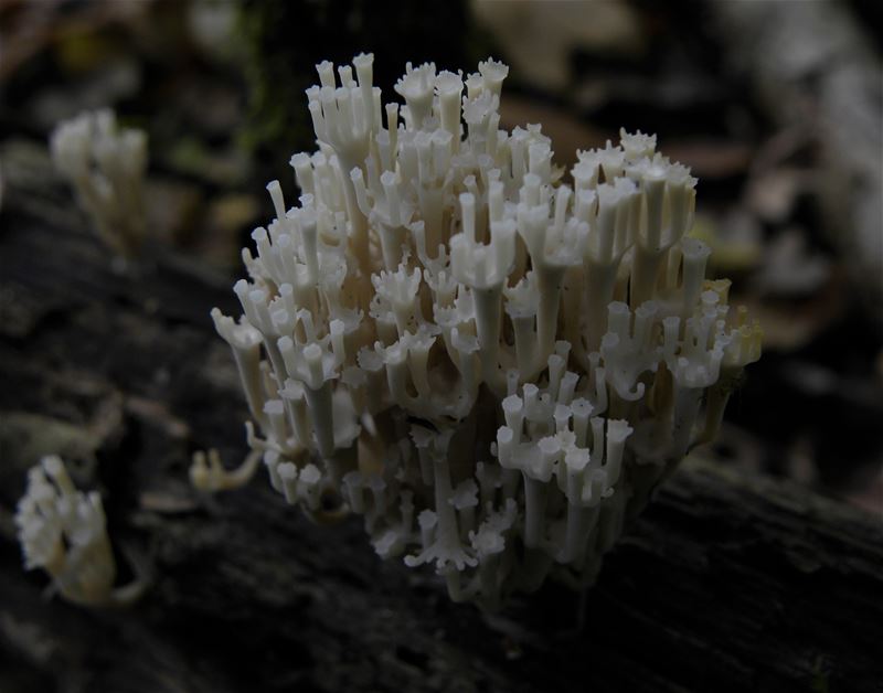 De paddenstoelen staan er weer (7)