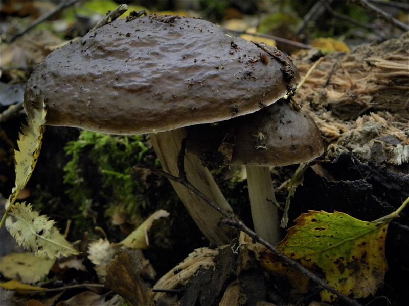De paddenstoelen staan er weer (6)