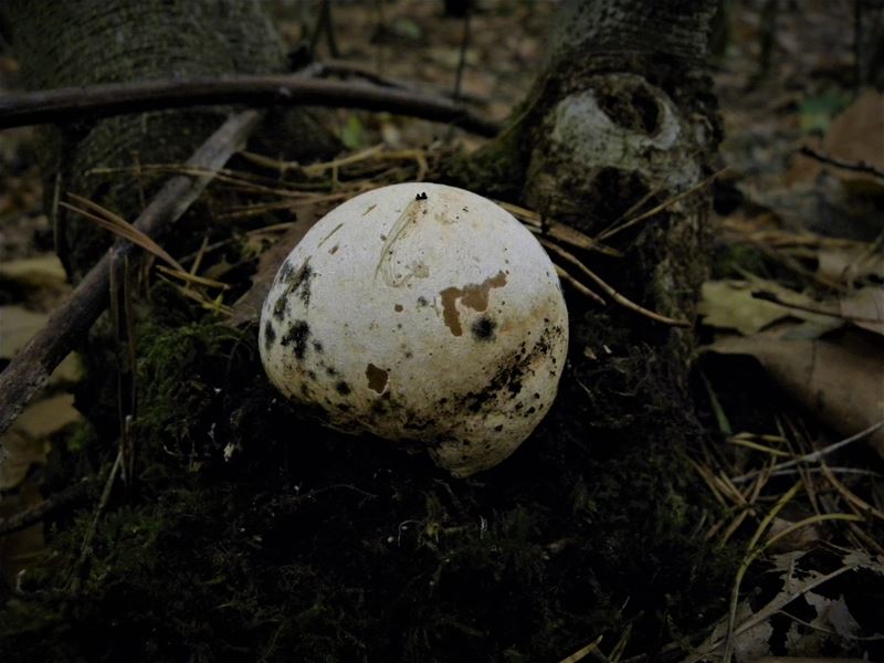 De paddenstoelen staan er weer (8)