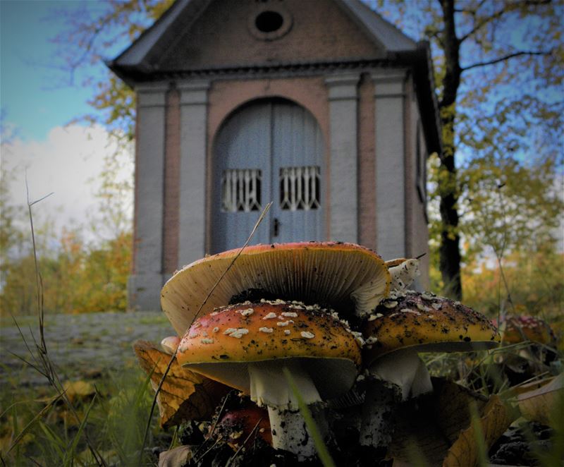 De paddenstoelen staan er weer (slot)