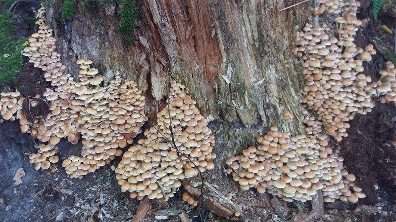 De paddenstoelen weten ook hoe laat het is