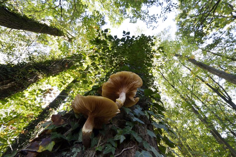 De paddenstoelen zijn er weer (11)