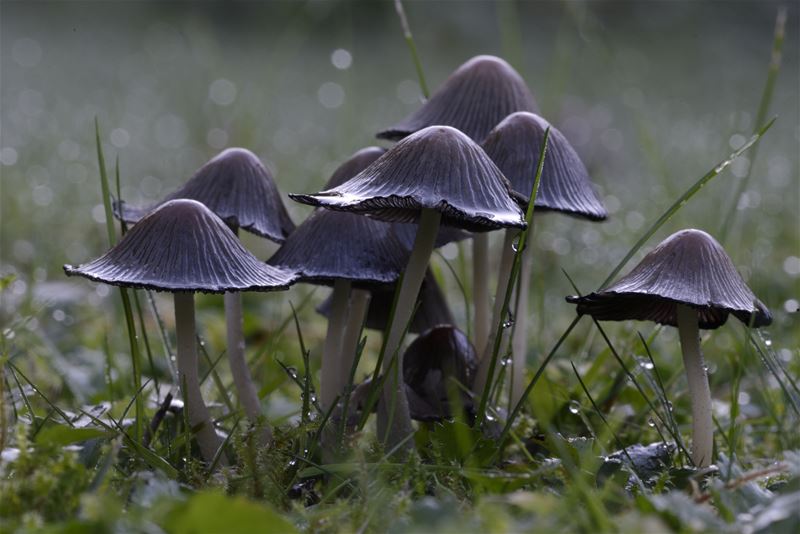 De paddenstoelen zijn er weer (5)