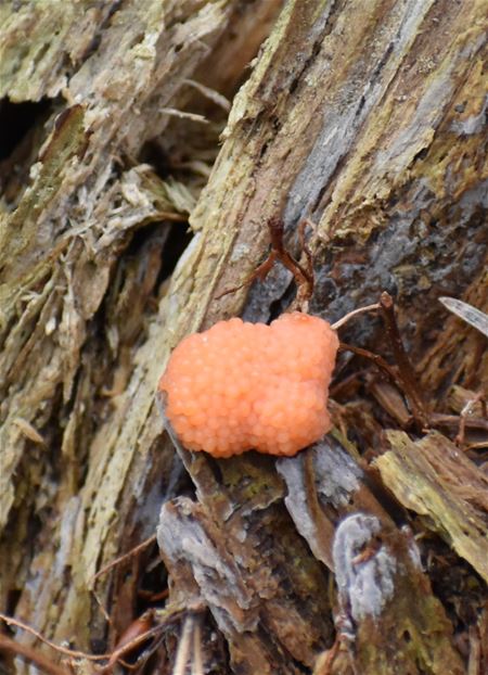 De paddenstoelen zijn er weer (6)